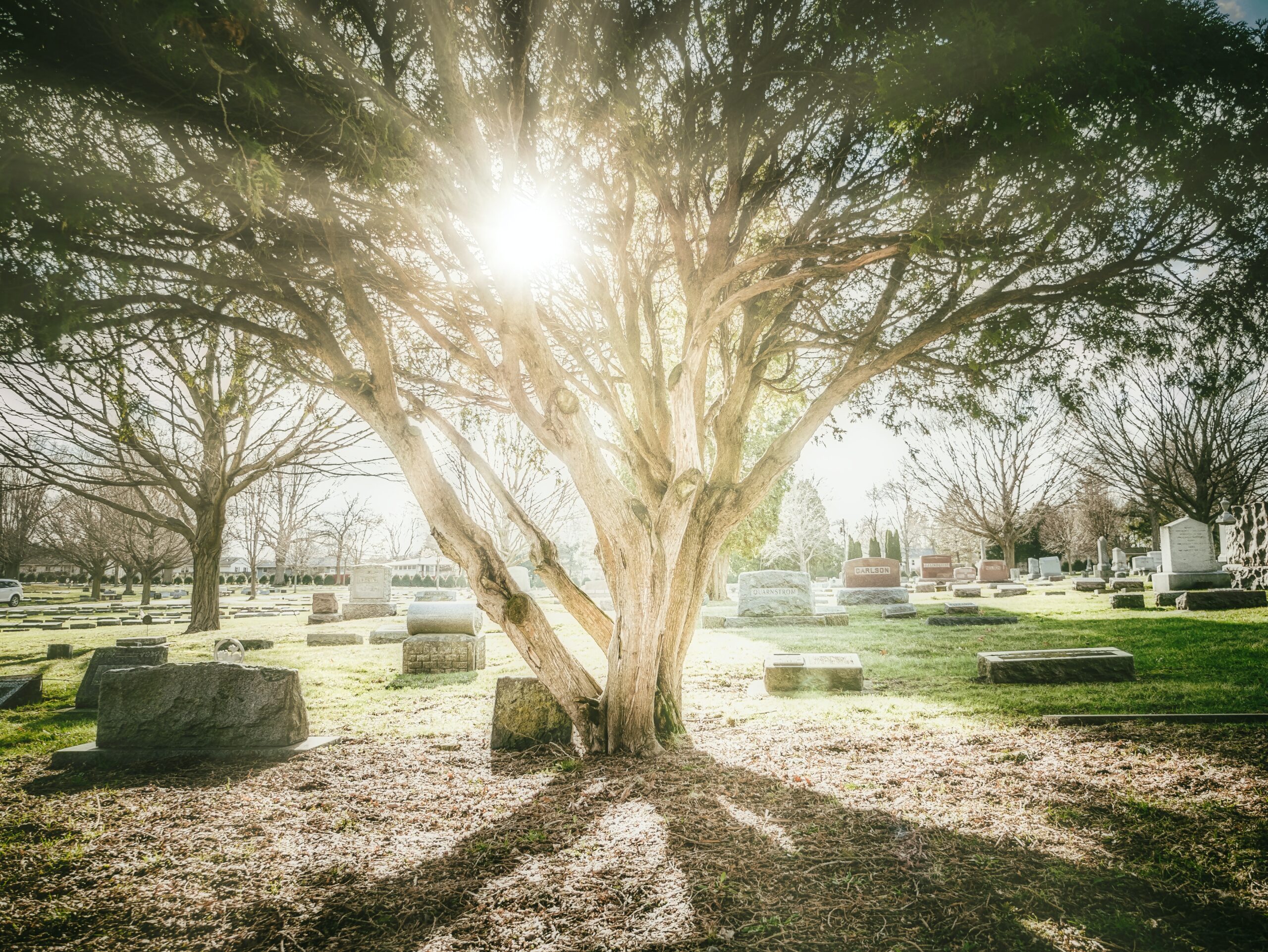 Cemetery with sun shining through tree